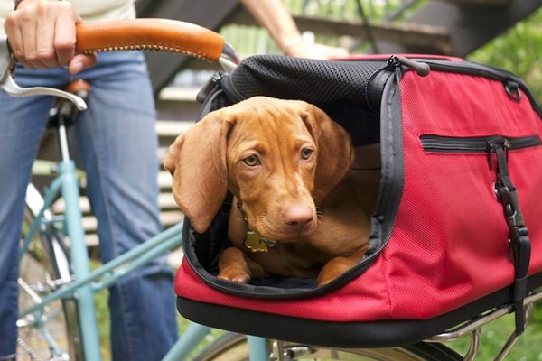 trasportino per il cane in bicicletta