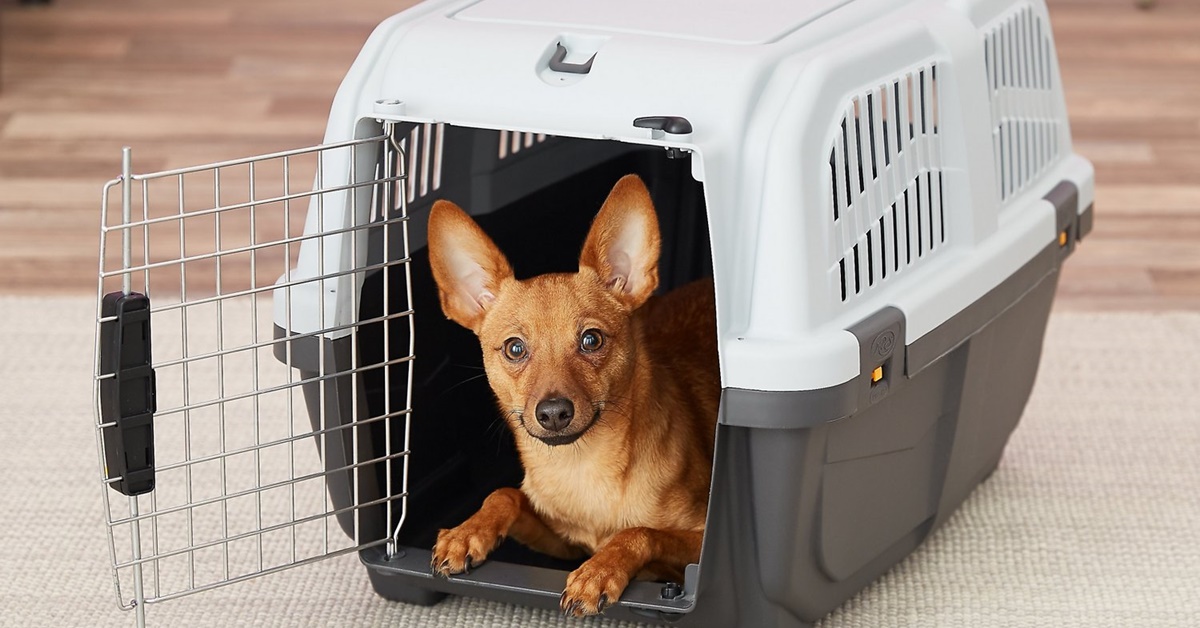 Abituare il cane al trasportino: regole e modi infallibili per farcela in tempi brevi