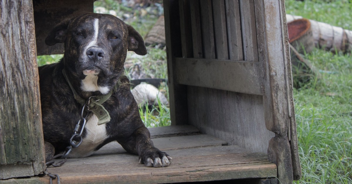 dove adottare un cane in Friuli Venezia Giulia