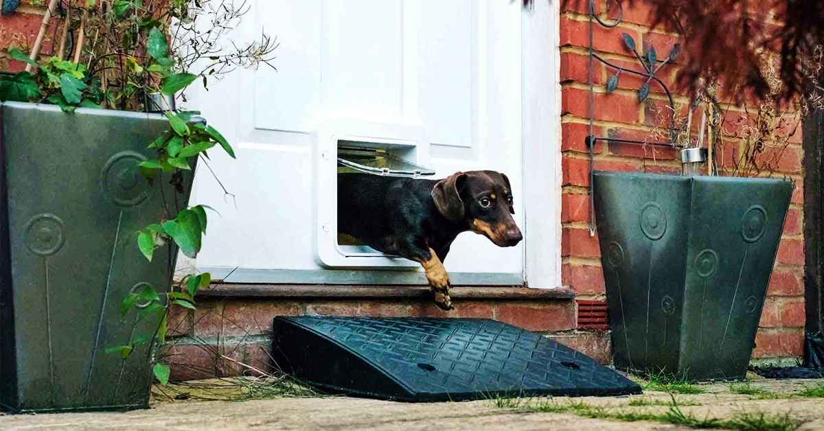 Come addestrare un cane a usare la sua porticina, in modo facile e veloce