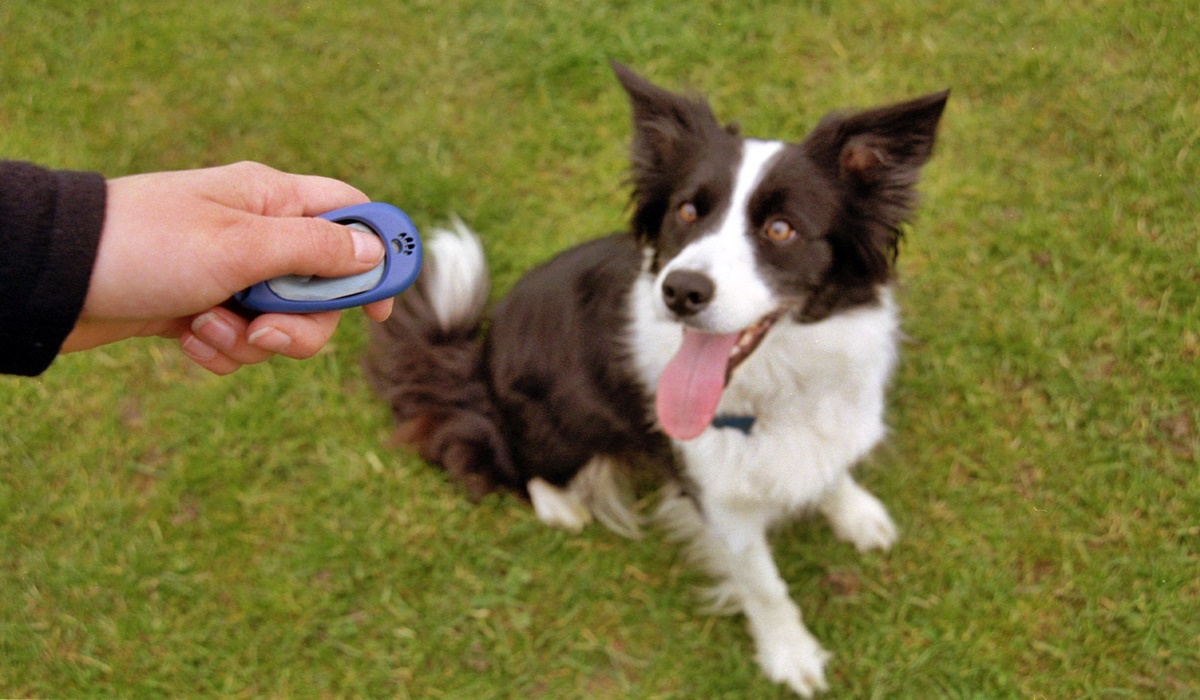 addestrare un cane con il clicker