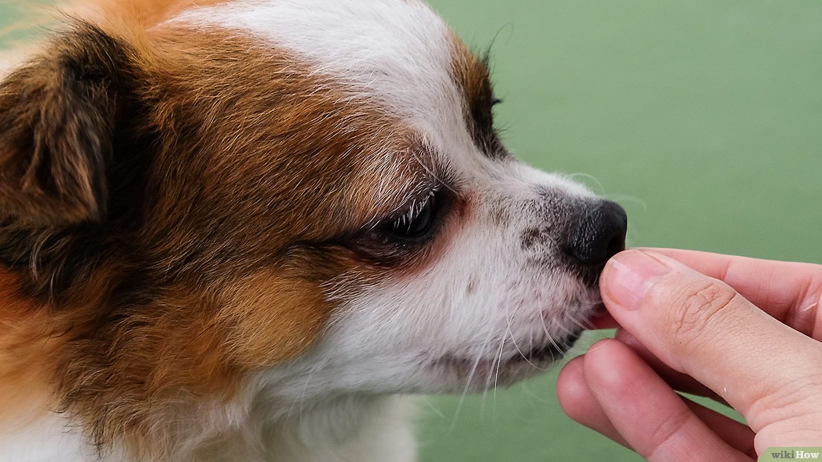 dare uno snack al cane