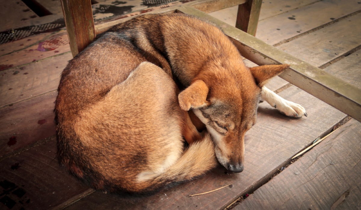 cane che dorme sul pavimento