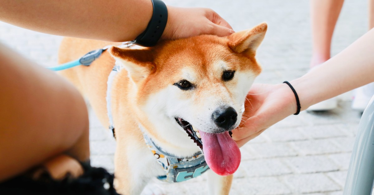 cuccioli di shiba inu come pulirli