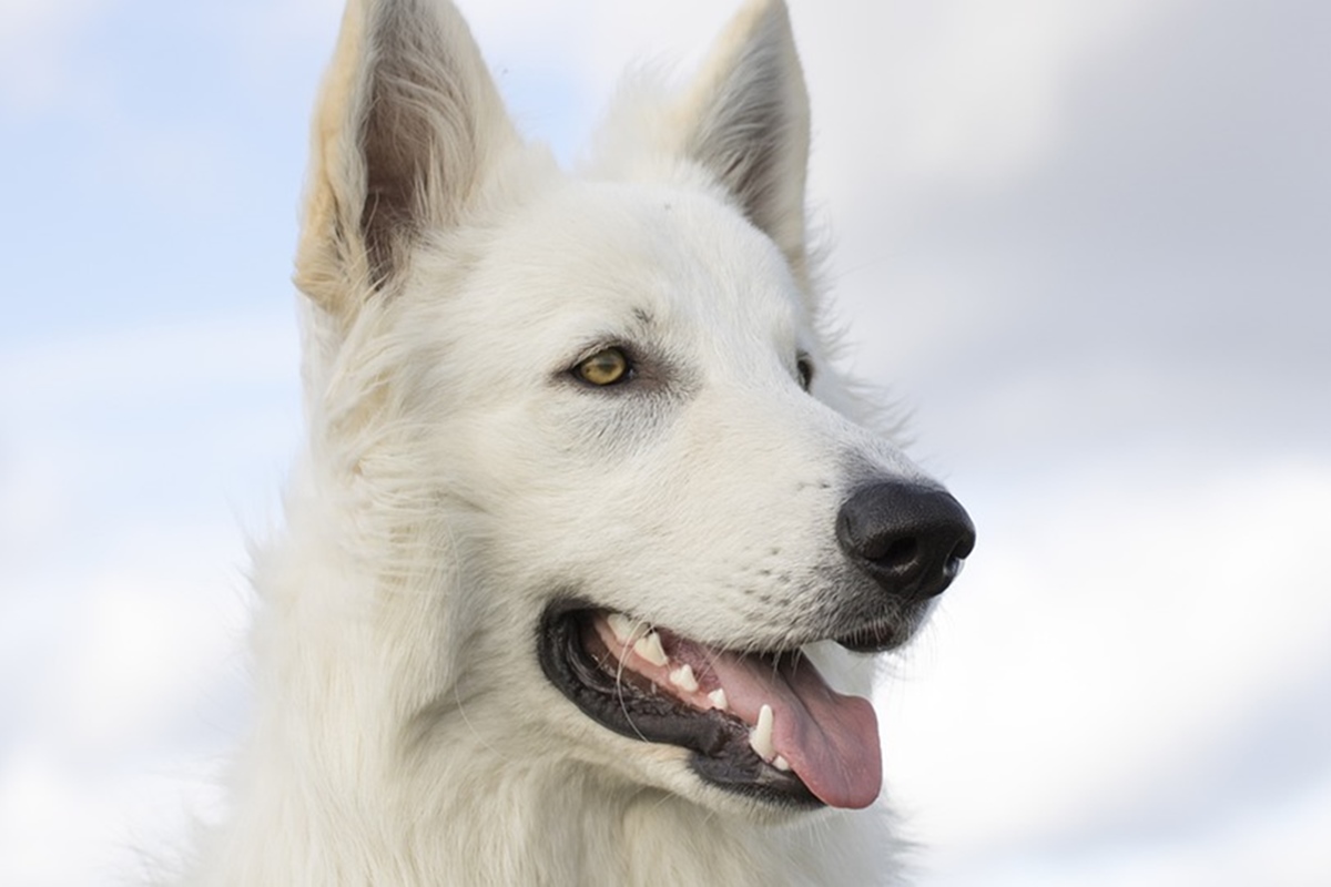 cane con il pelo lungo e bianco