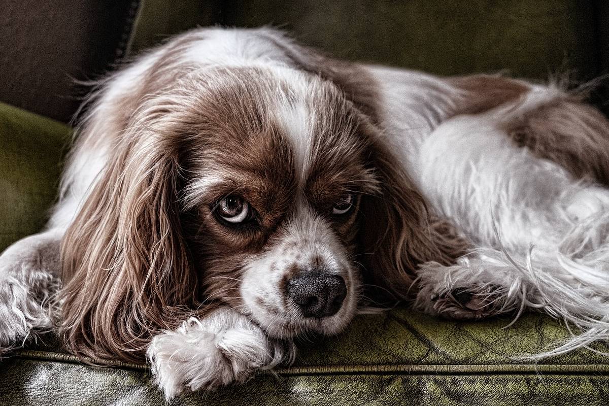 cane sul divano