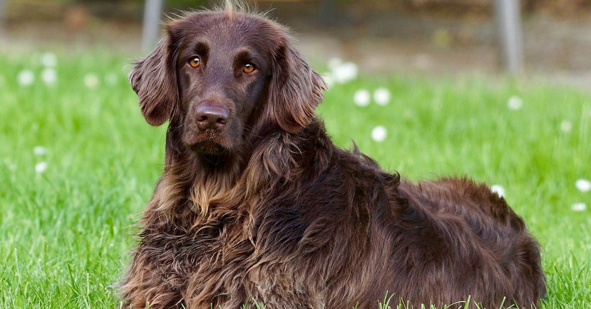 Allontanare le mosche dal cane, come fare