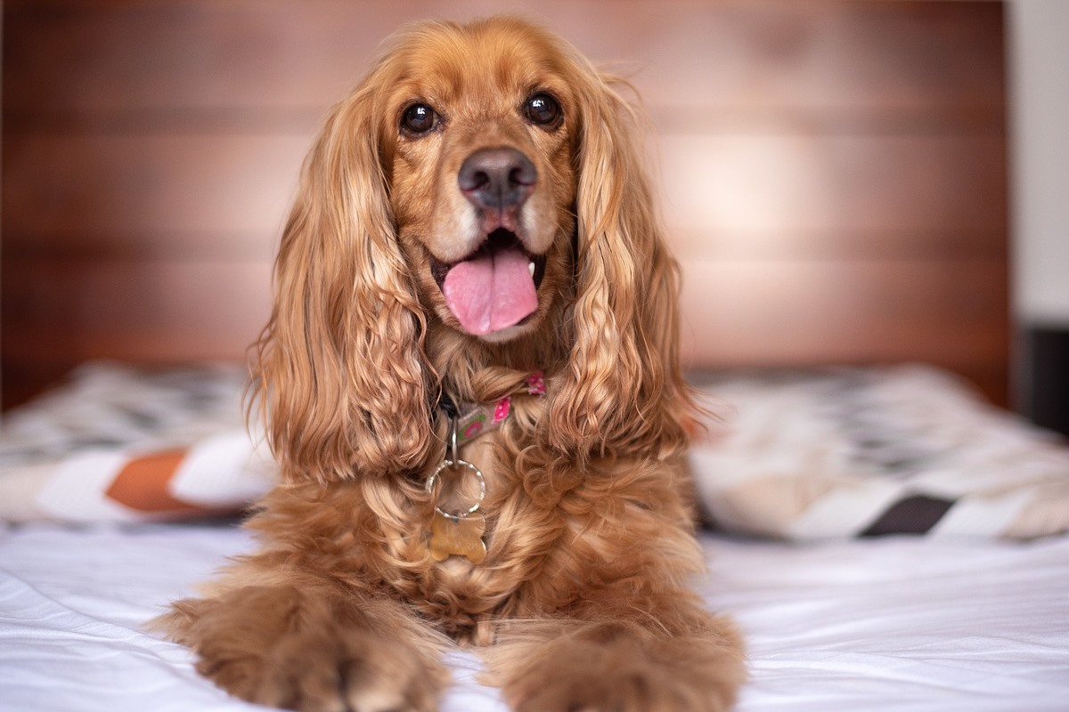 cane con le orecchie molto lunghe