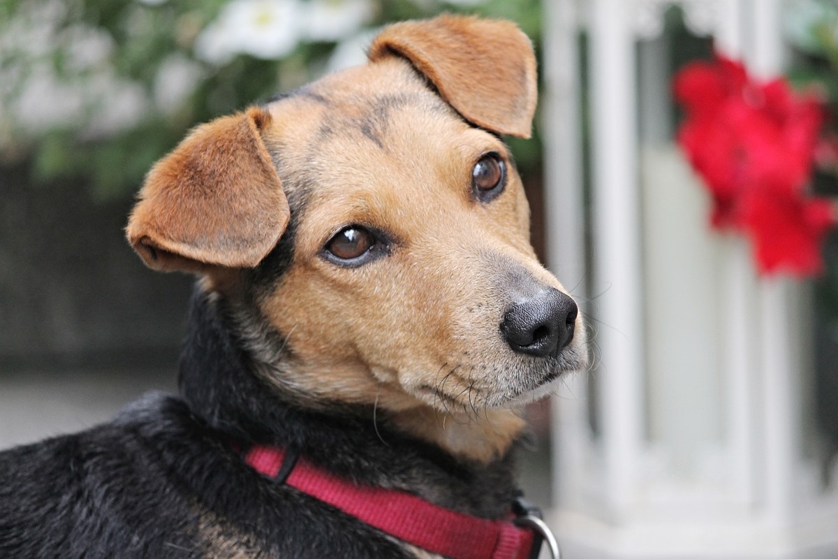 cane con il collare rosso