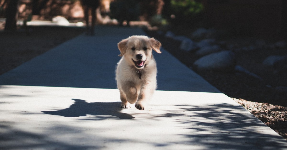 come scegliere un cucciolo di cane