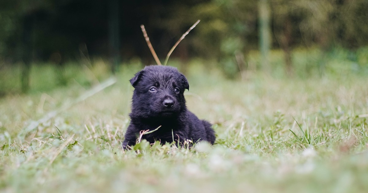 Come capire se il cucciolo di cane ha i vermi: sintomi e segnali inequivocabili