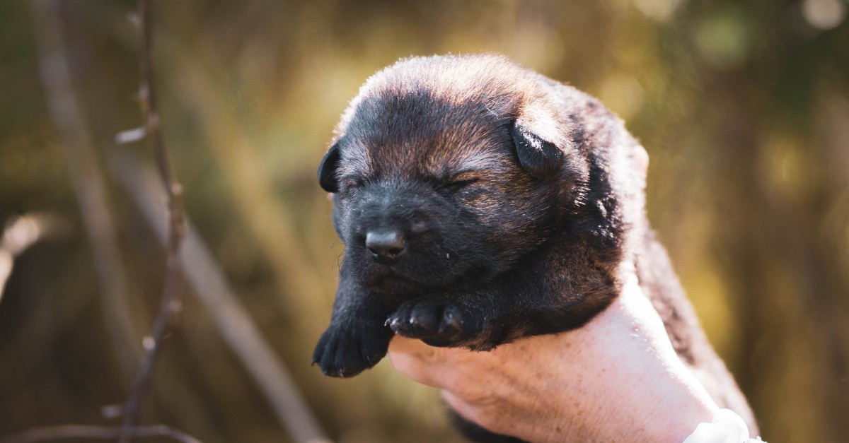 come capire se il cucciolo di cane ha i vermi