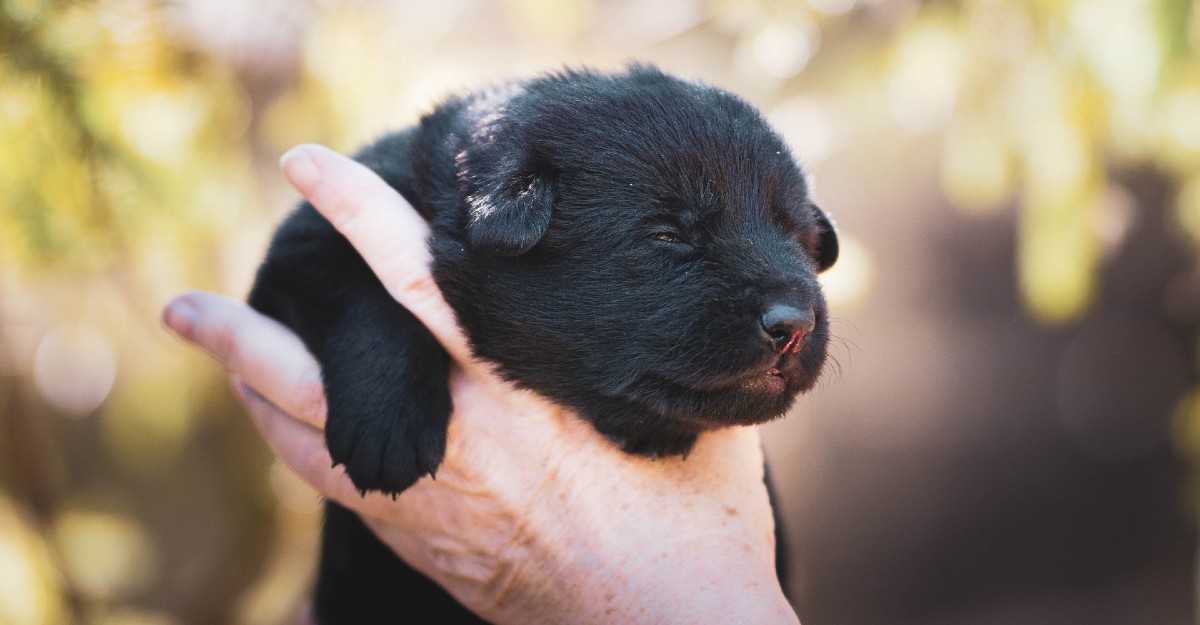 come rianimare un cucciolo di cane