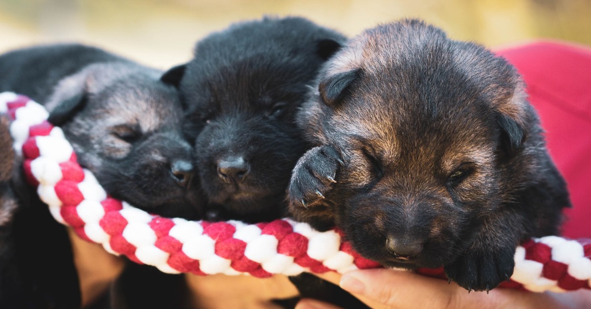 come rianimare un cucciolo di cane