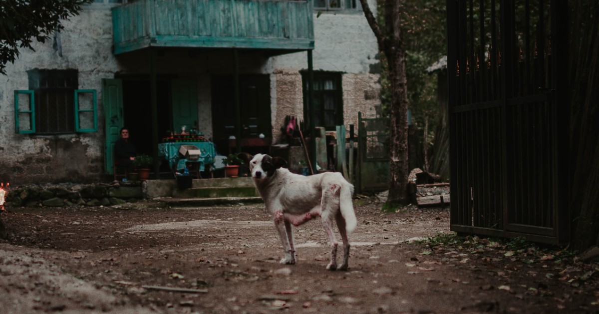 dove adottare un cane in Friuli Venezia Giulia