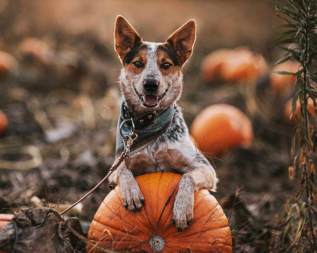 australian cattle dog con zucca