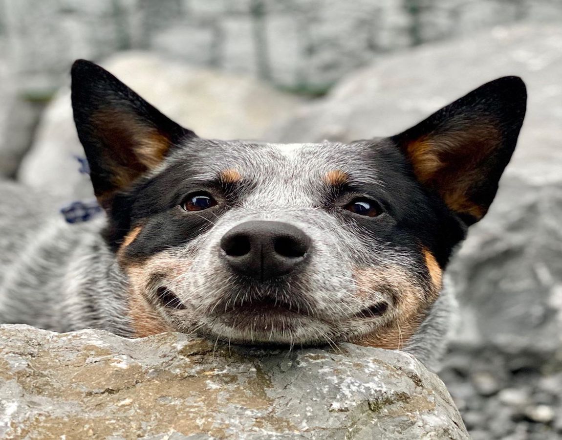 australian cattle dog simpatico