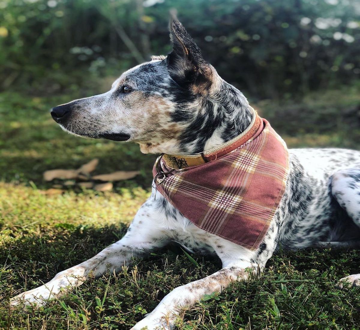 australian cattle dog sul prato