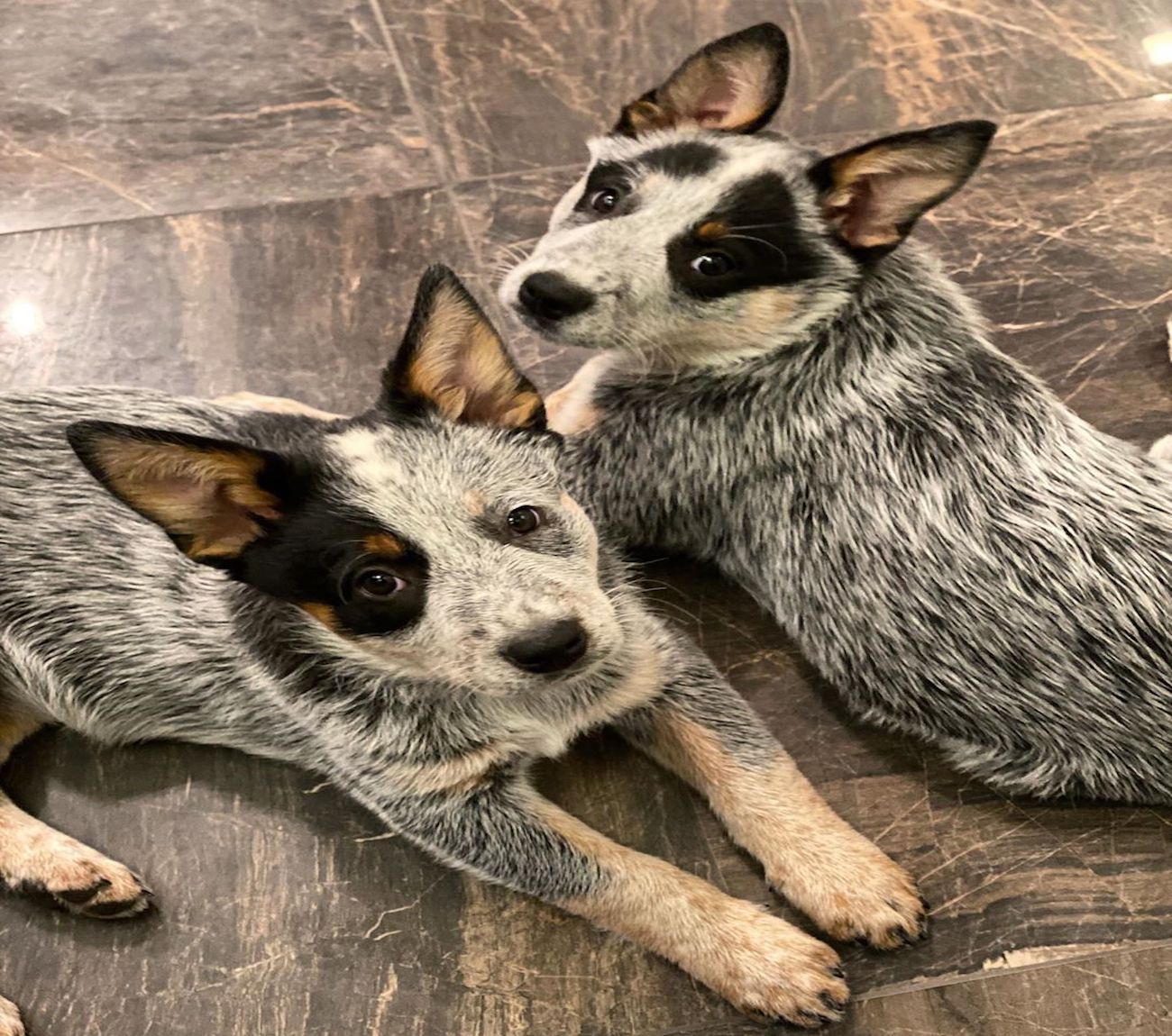 australian cattle dog sguardo dolce