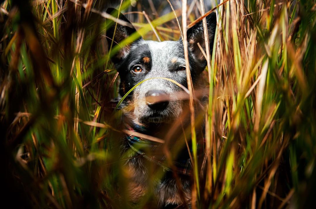 Australian Cattle Dog, curiosità e su questo cane: aneddoti e cose da sapere