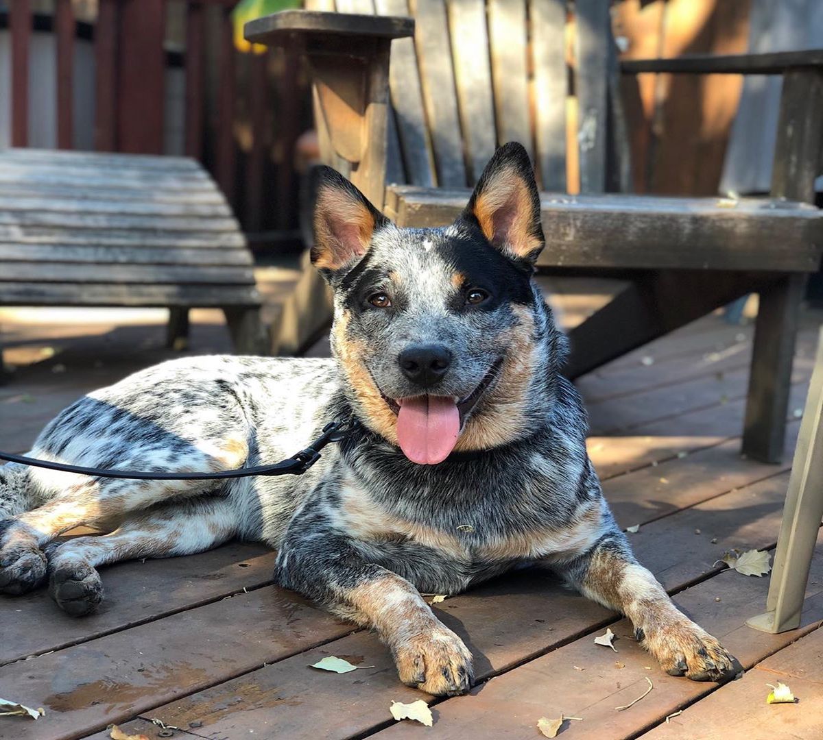 australian cattle dog lingua di fuori