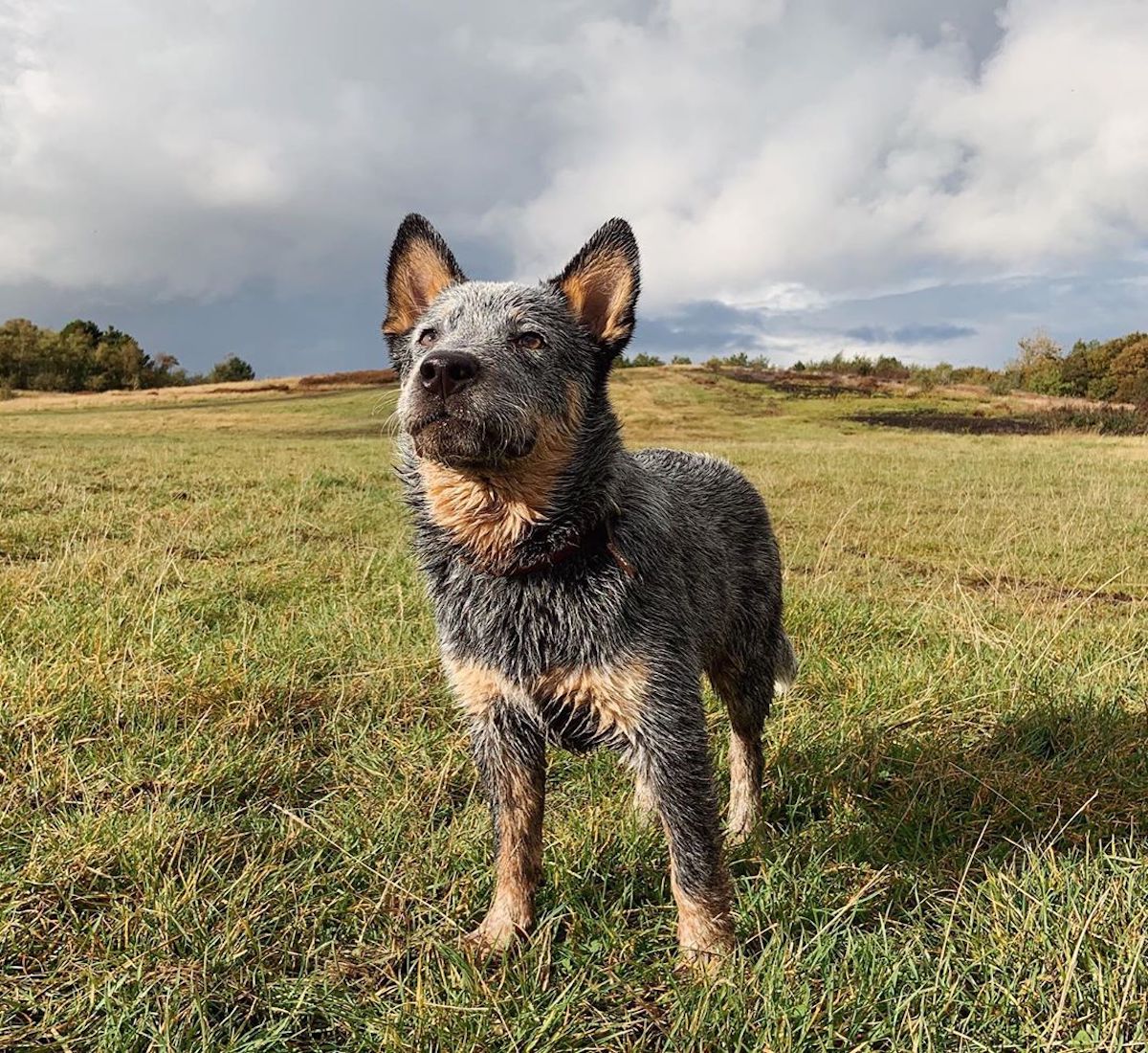 australian cattle dog si diverte