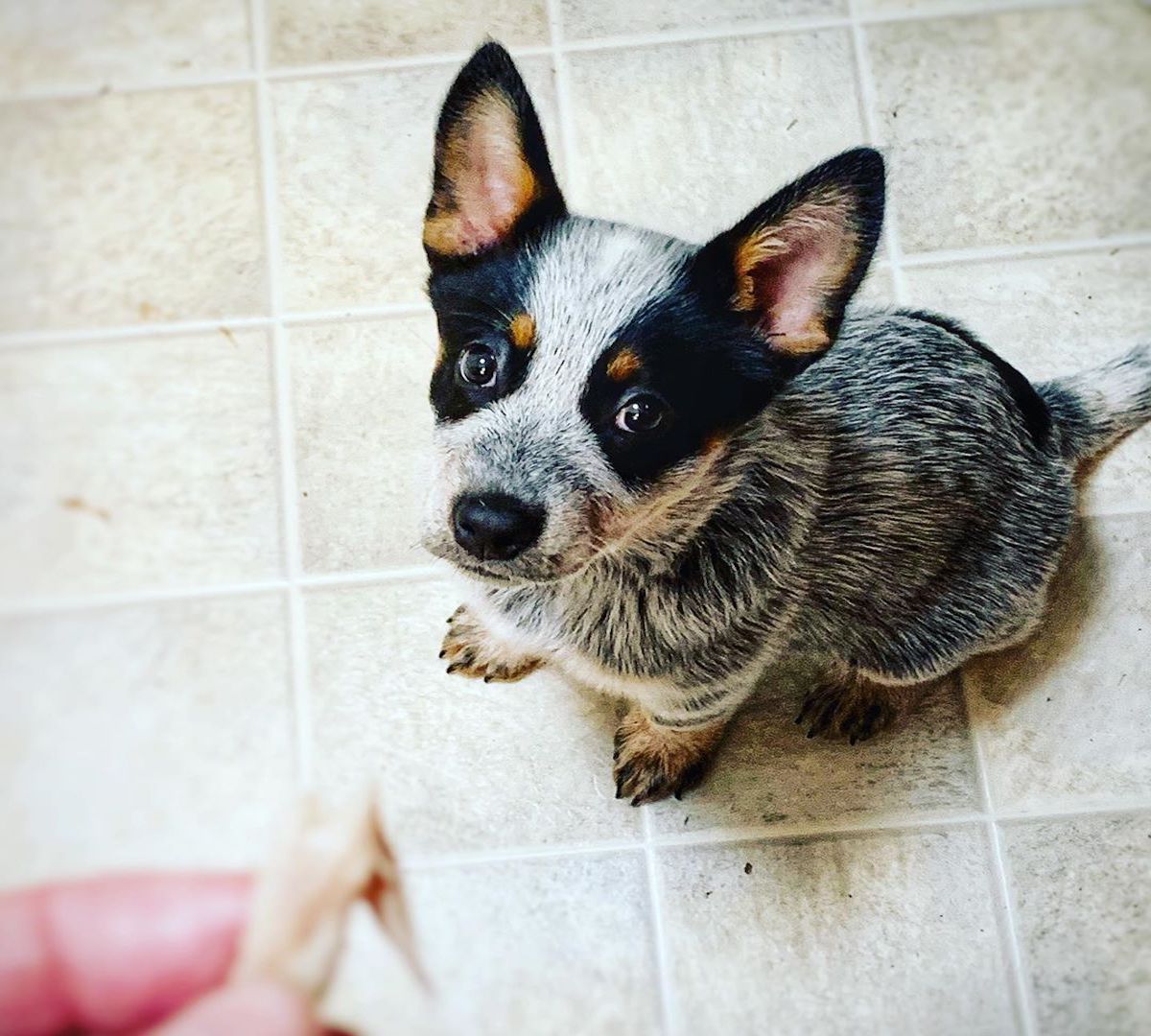 piccolo australian cattle dog