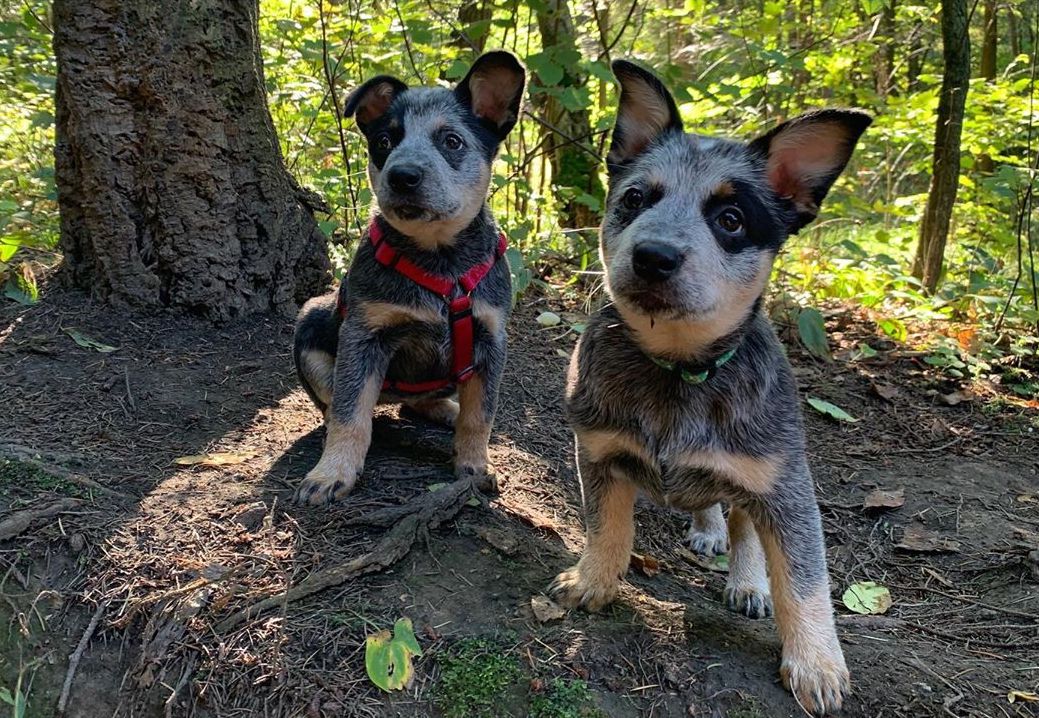 cagnolini felici insieme