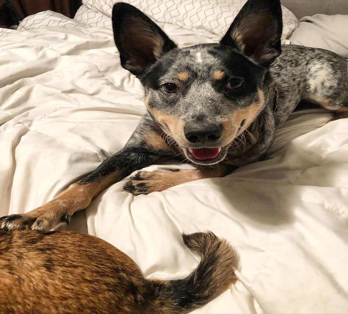 australian cattle dog tranquillo e rilassato