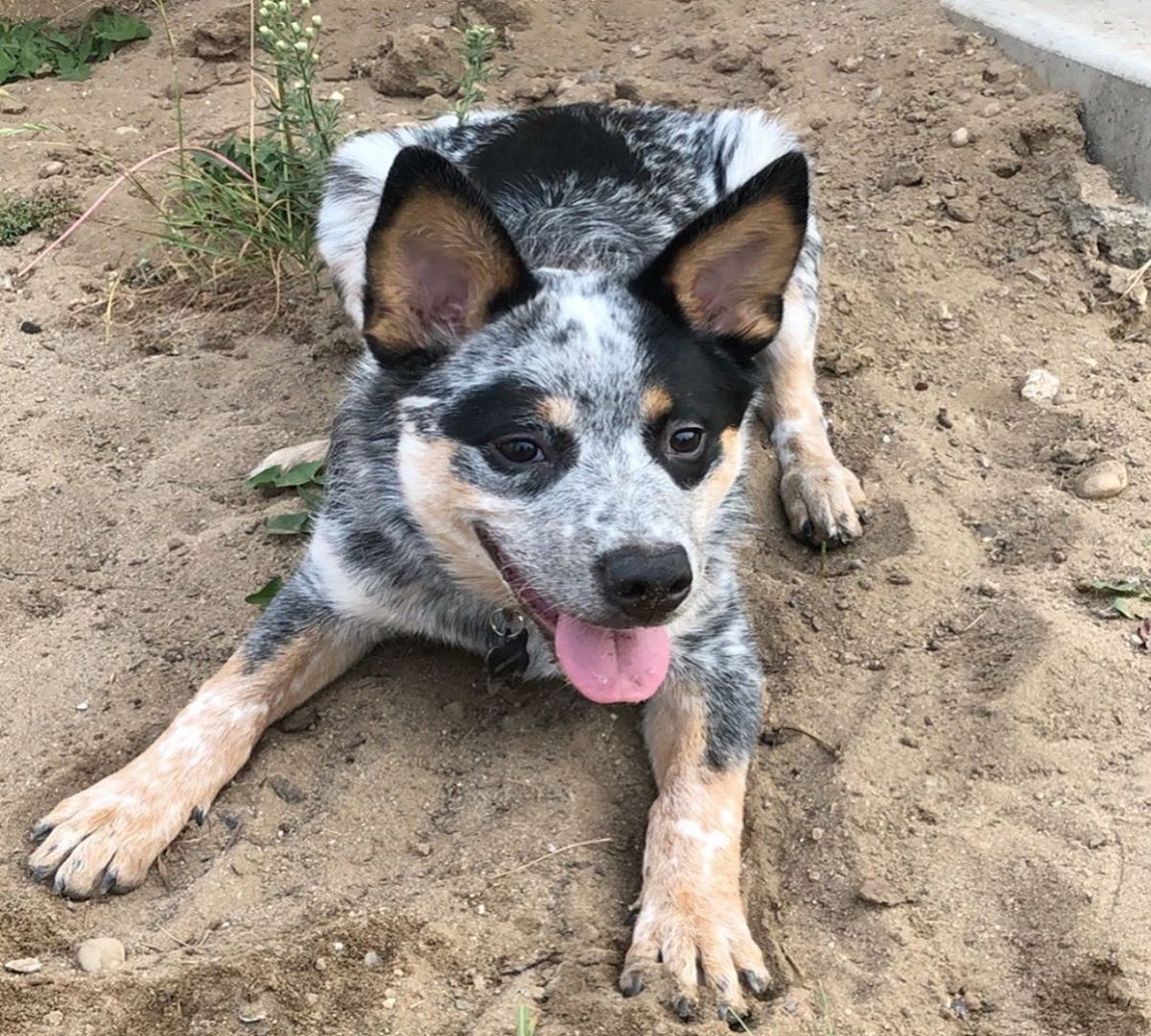 australian cattle dog a suo agio