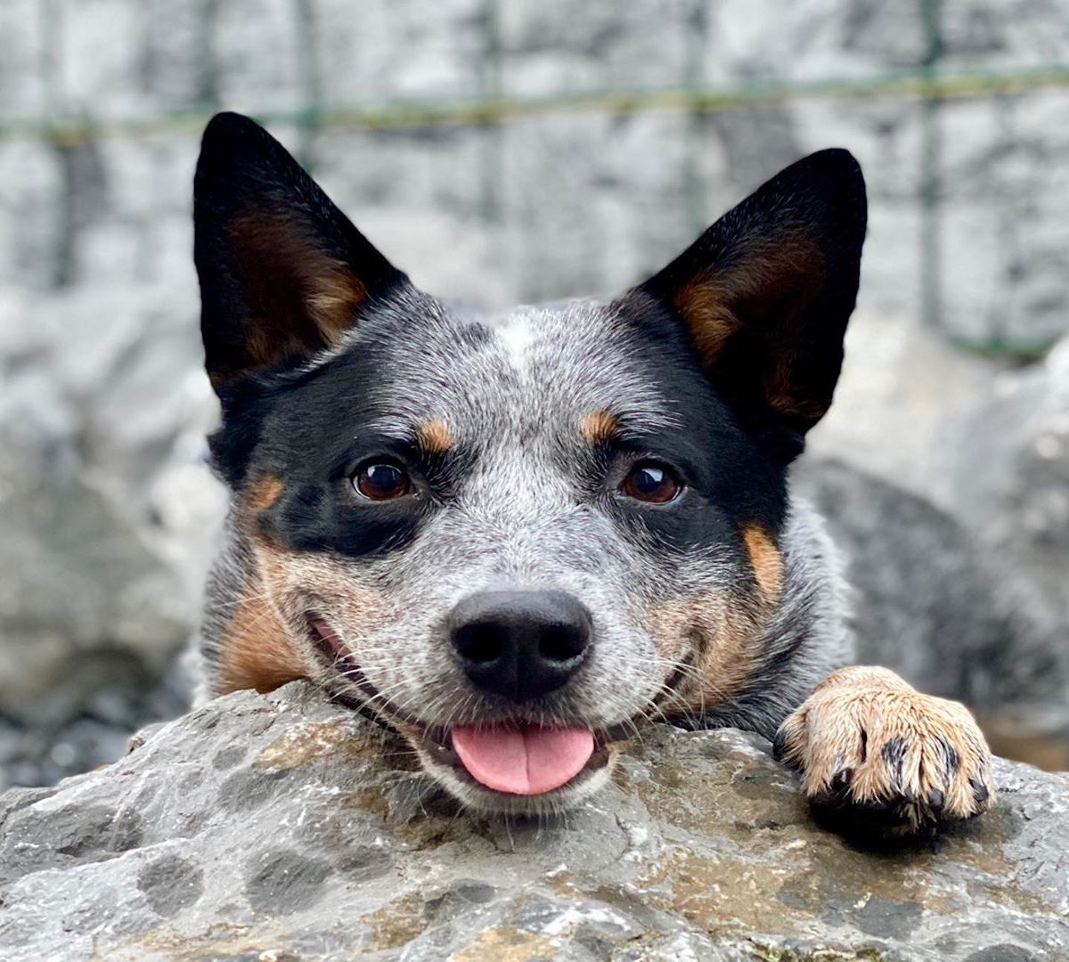 australina cattle dog buffo