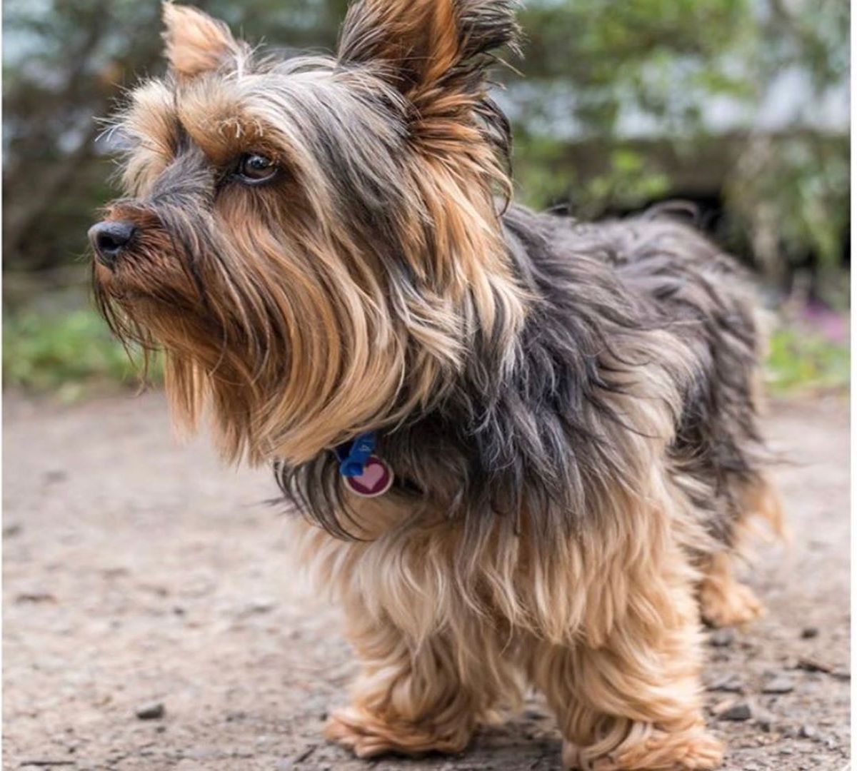 australian silky terrier musetto vispo