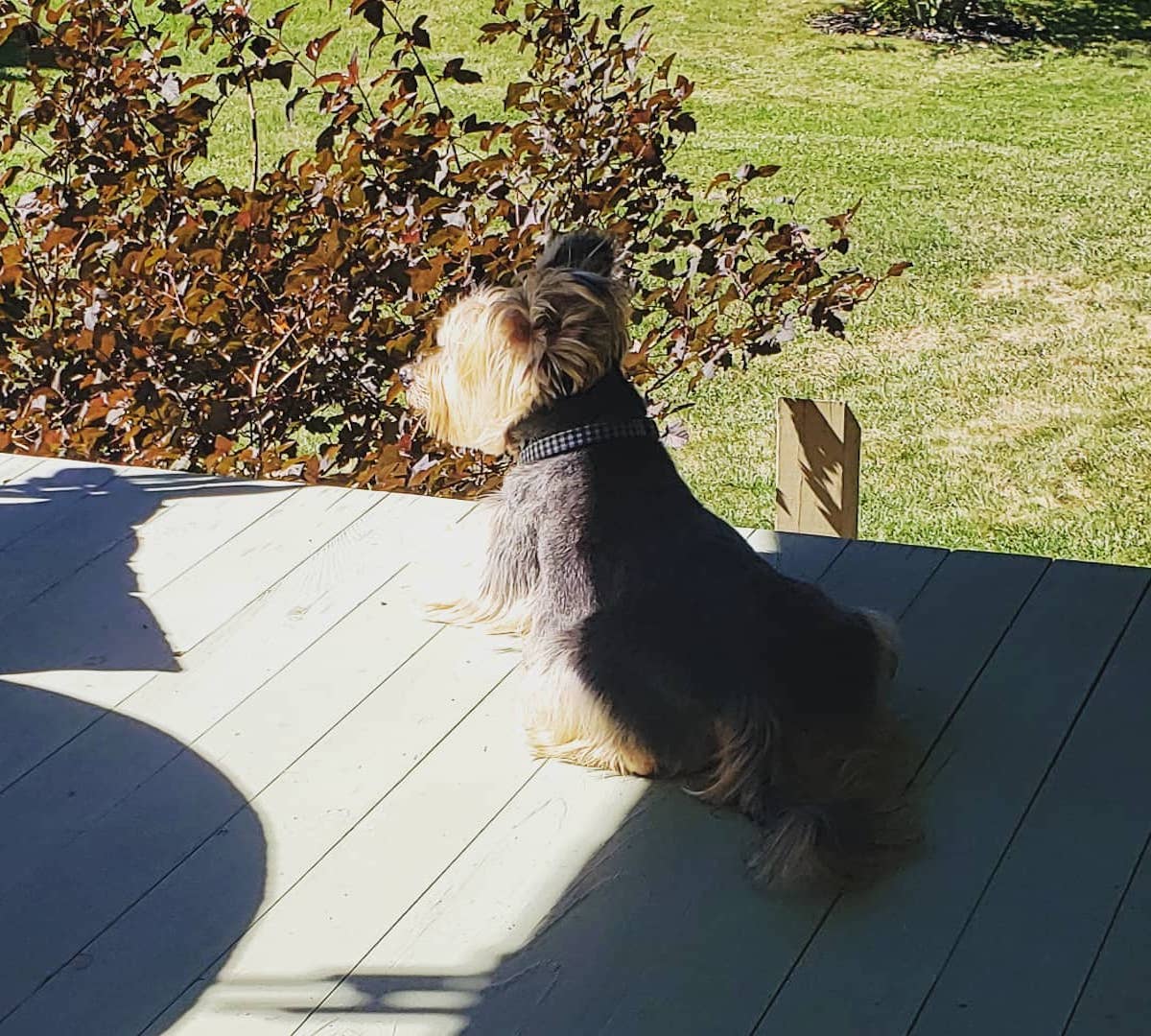 australian silky terrier si rilassa al sole