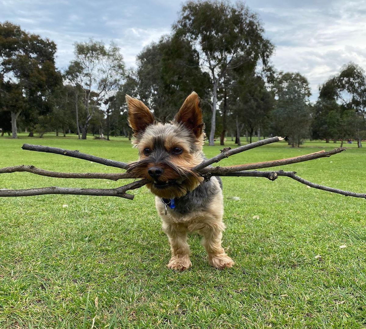 australian silky terrier bastoni in bocca