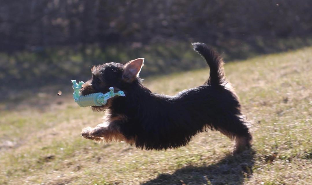 australian silky terrier corre 