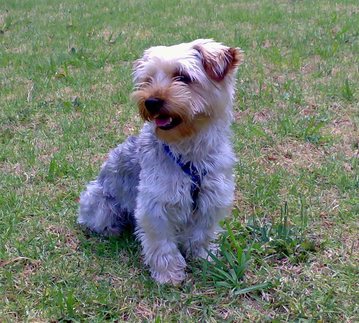 australian silky terrier con sguardo tenero