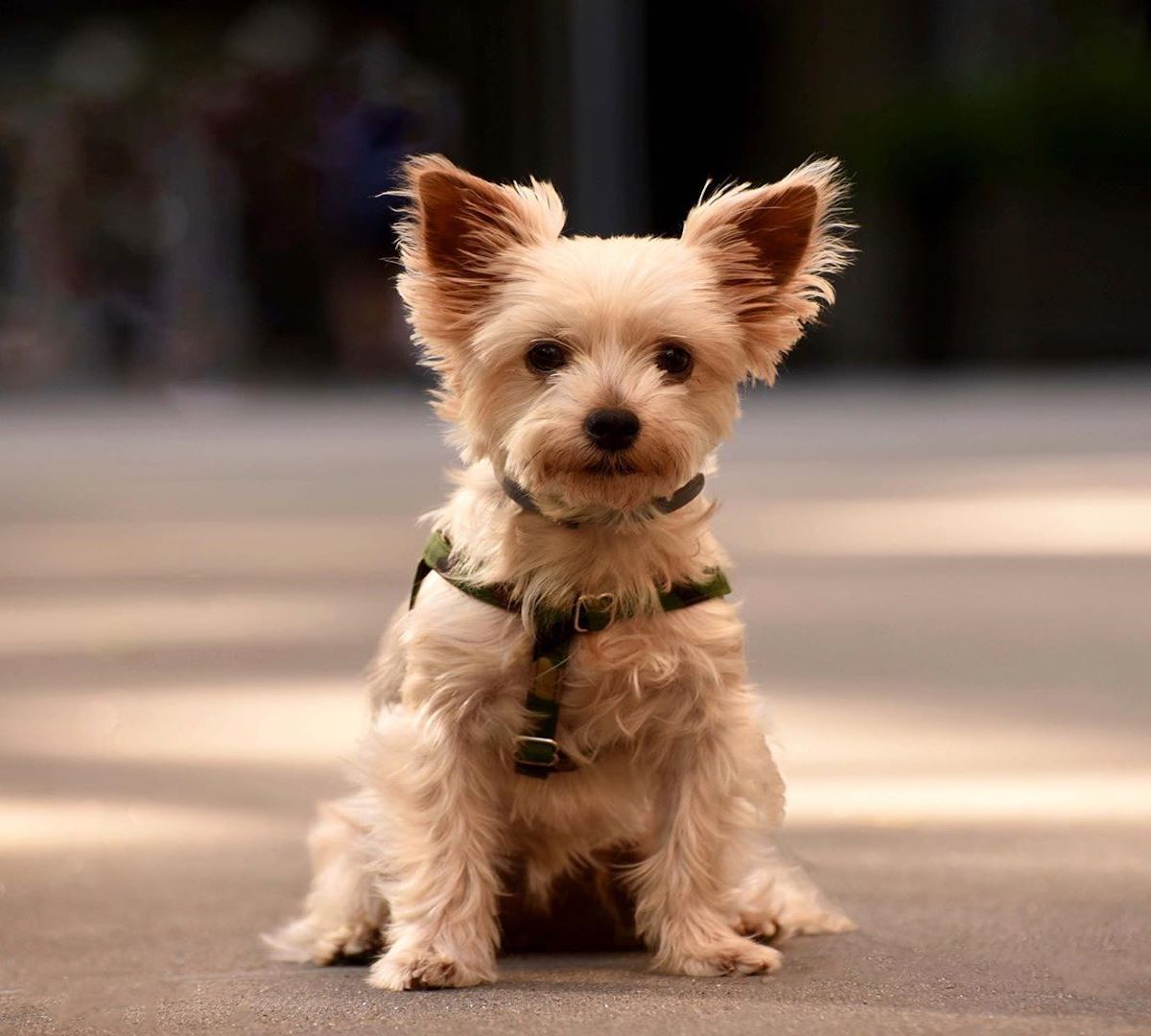 australian silky terrier muso dolce