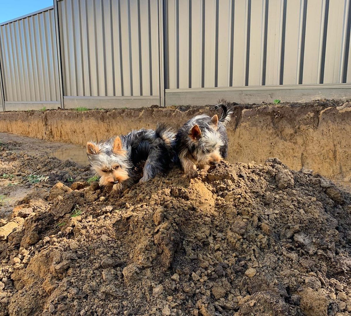 australian silky terrier in compagnia