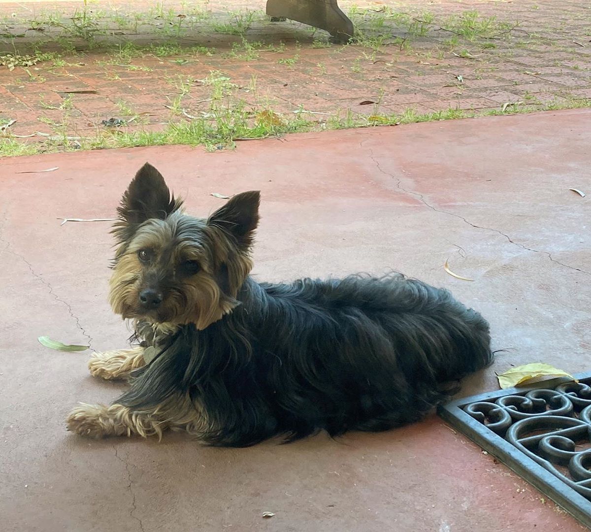 silky terrier comodo 