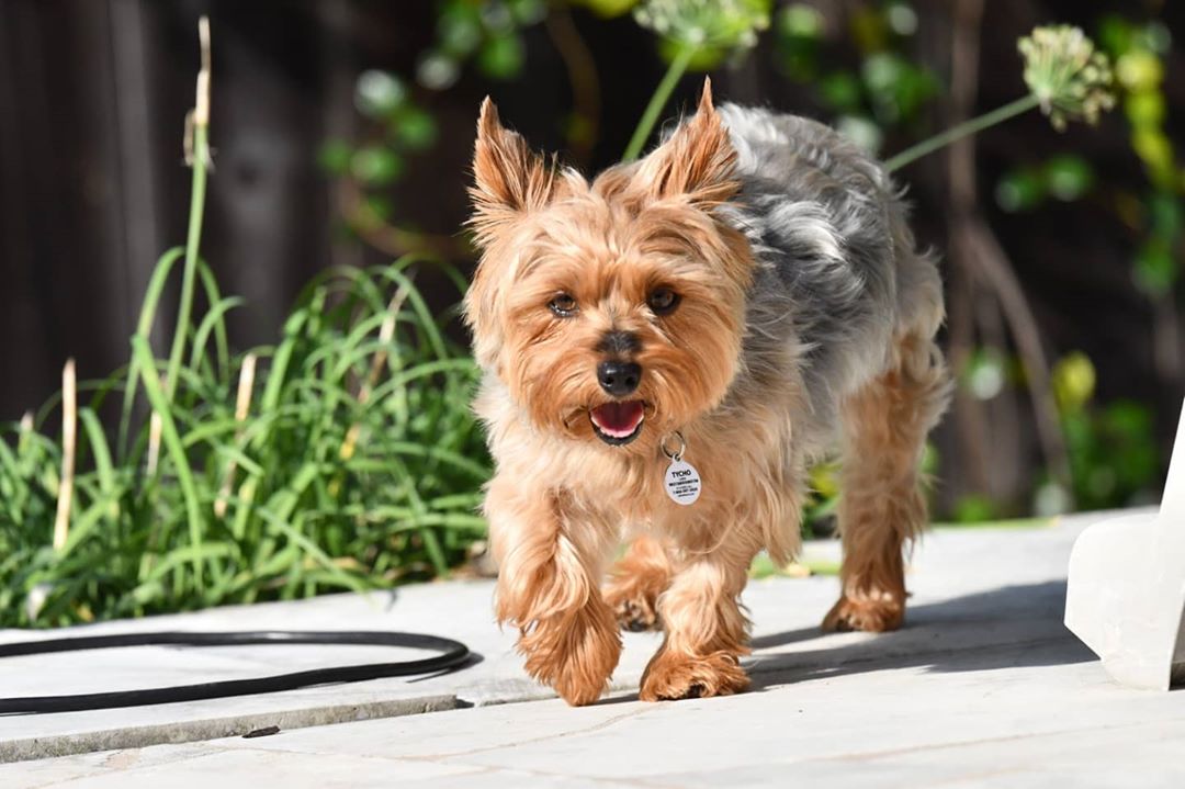 Australian Silky Terrier, toelettatura: come farla e cosa usare per un pelo luminoso