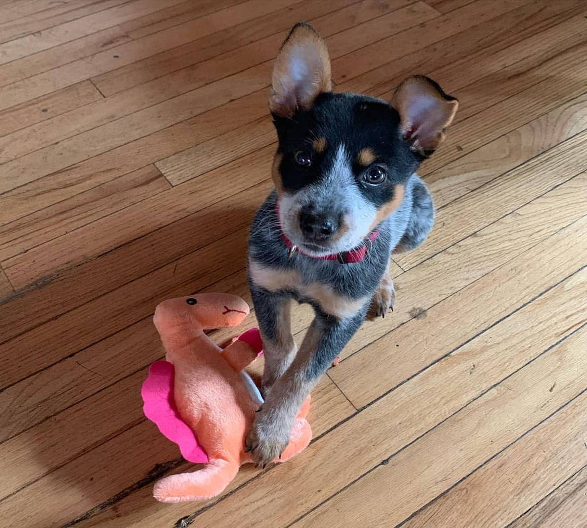 australian stumpy tail cattle dog gioca