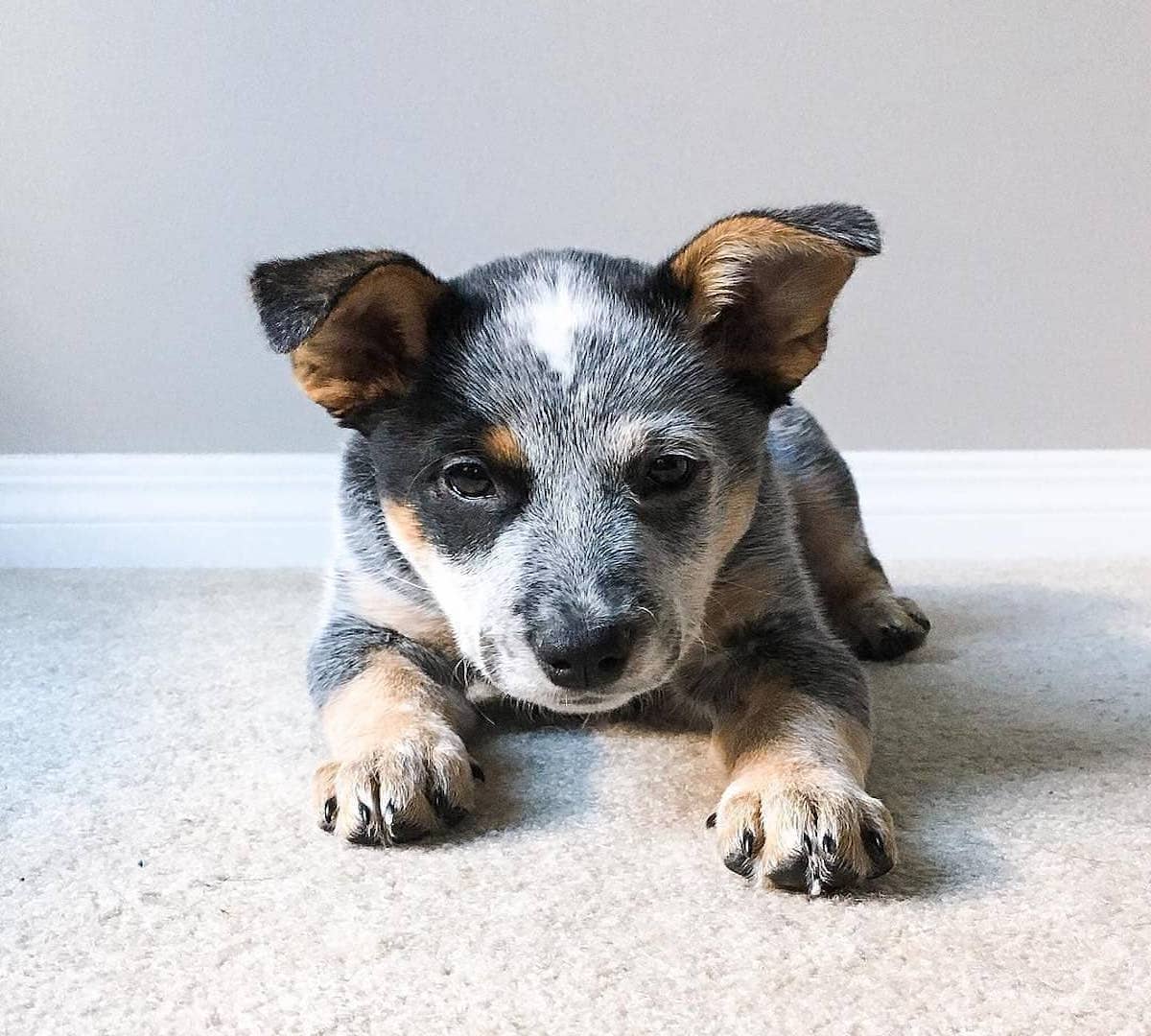 Australian Stumpy Tail Cattle Dog, carattere: cosa sapere su questo cane