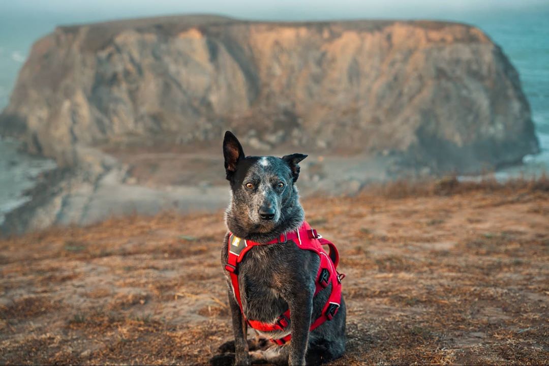 australian stumpy tail cattle dog con occhi perplessi