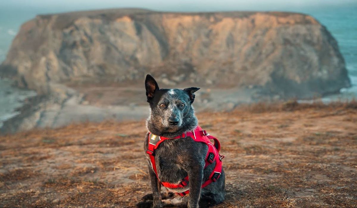 Australian Stumpy Tail Cattle Dog, salute e patologie comuni: cosa sapere