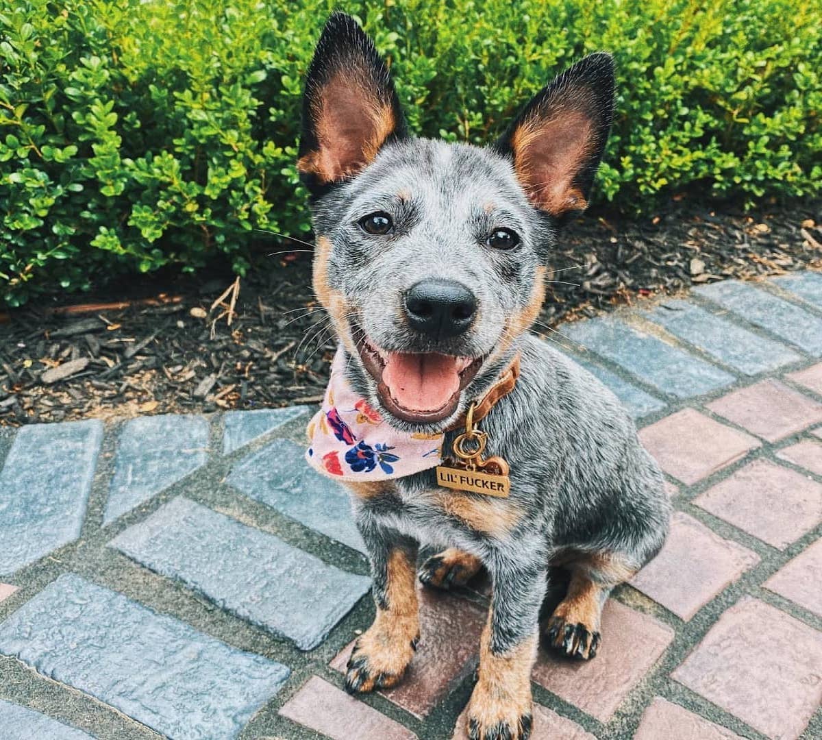 Finn, l’Australian Cattle Dog che ha una passione per lo scivolo (VIDEO)