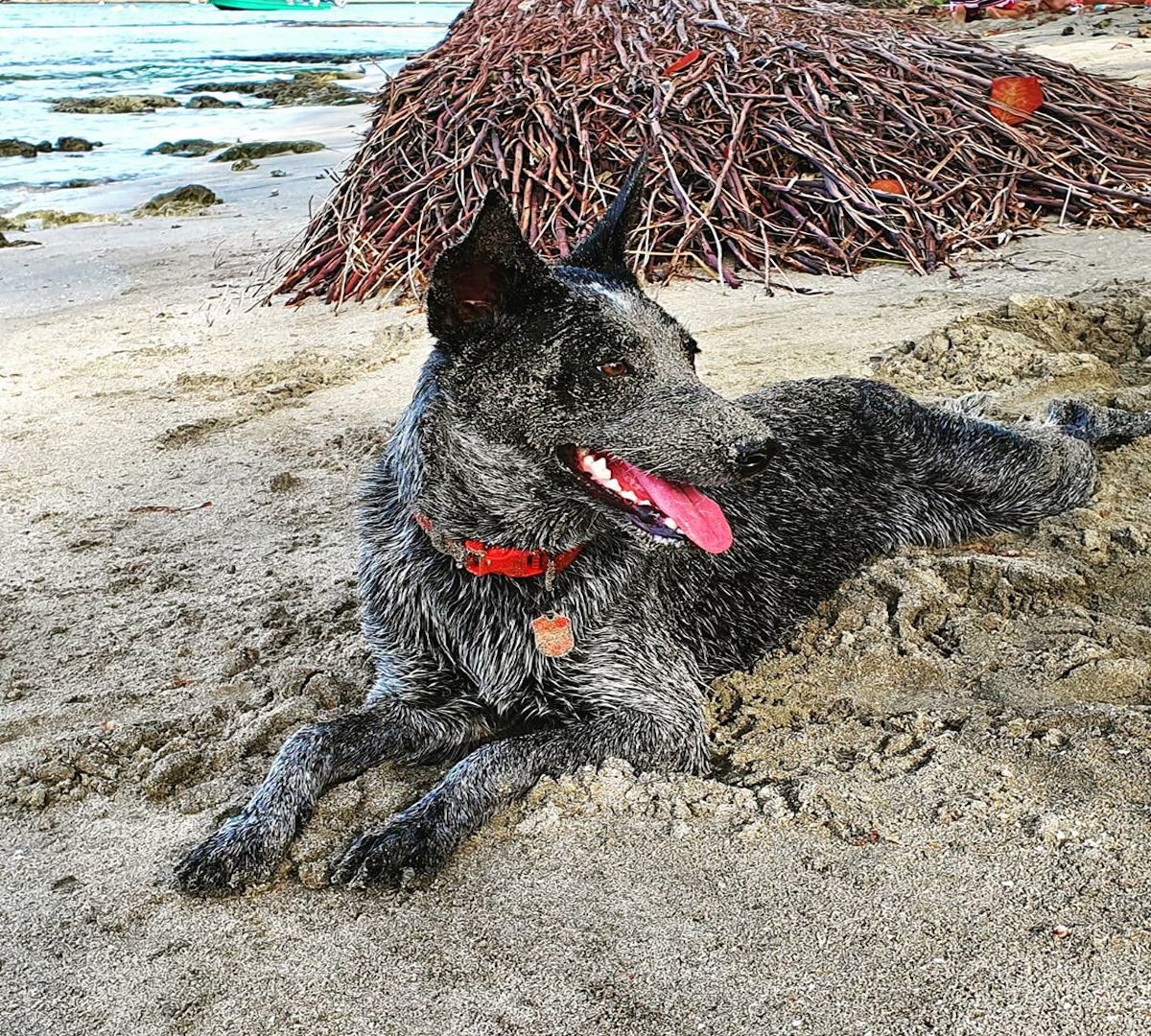 australian stumpy tail cattle dog rilassato