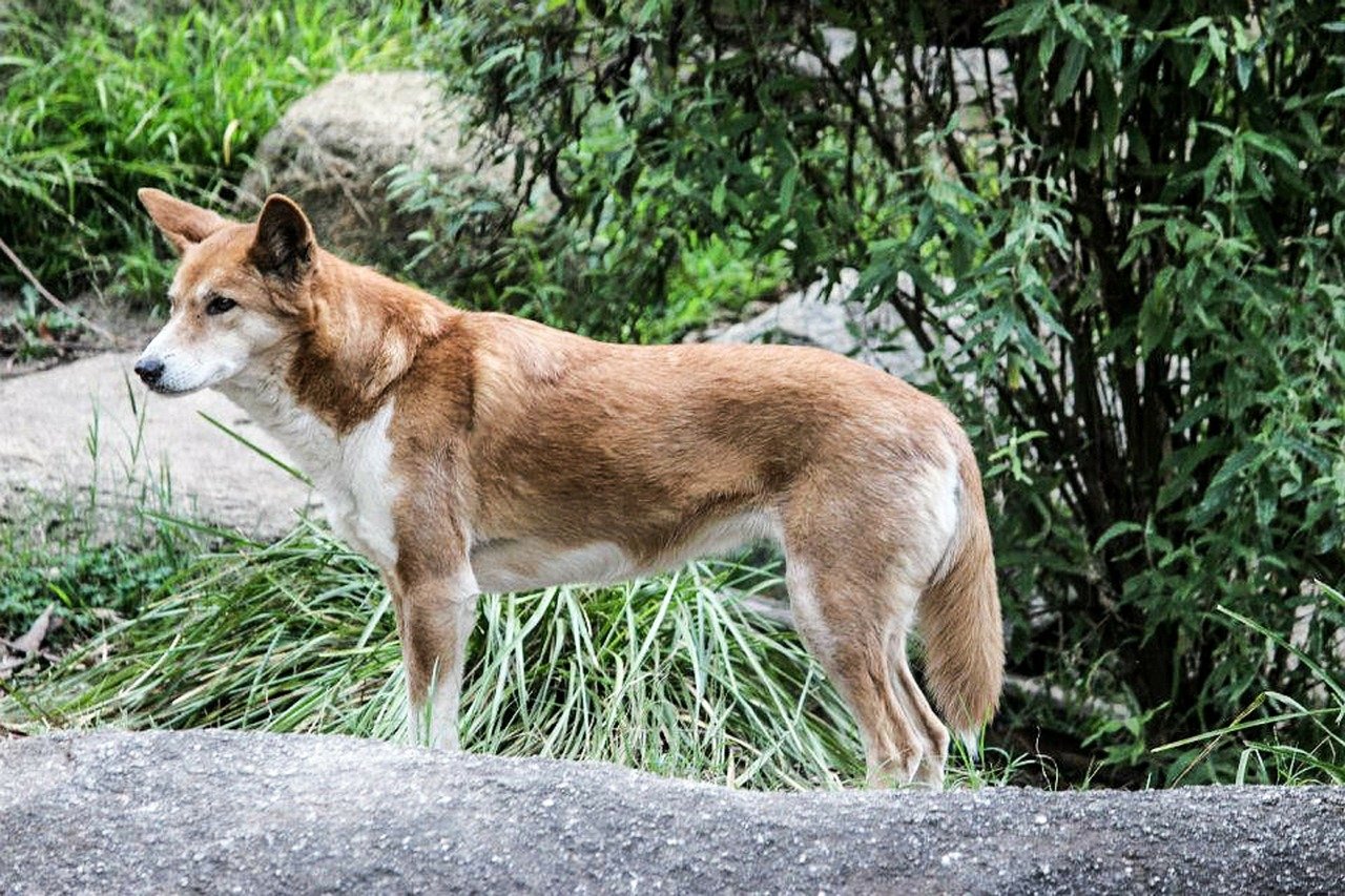 dingo australiano aspetto fiero 