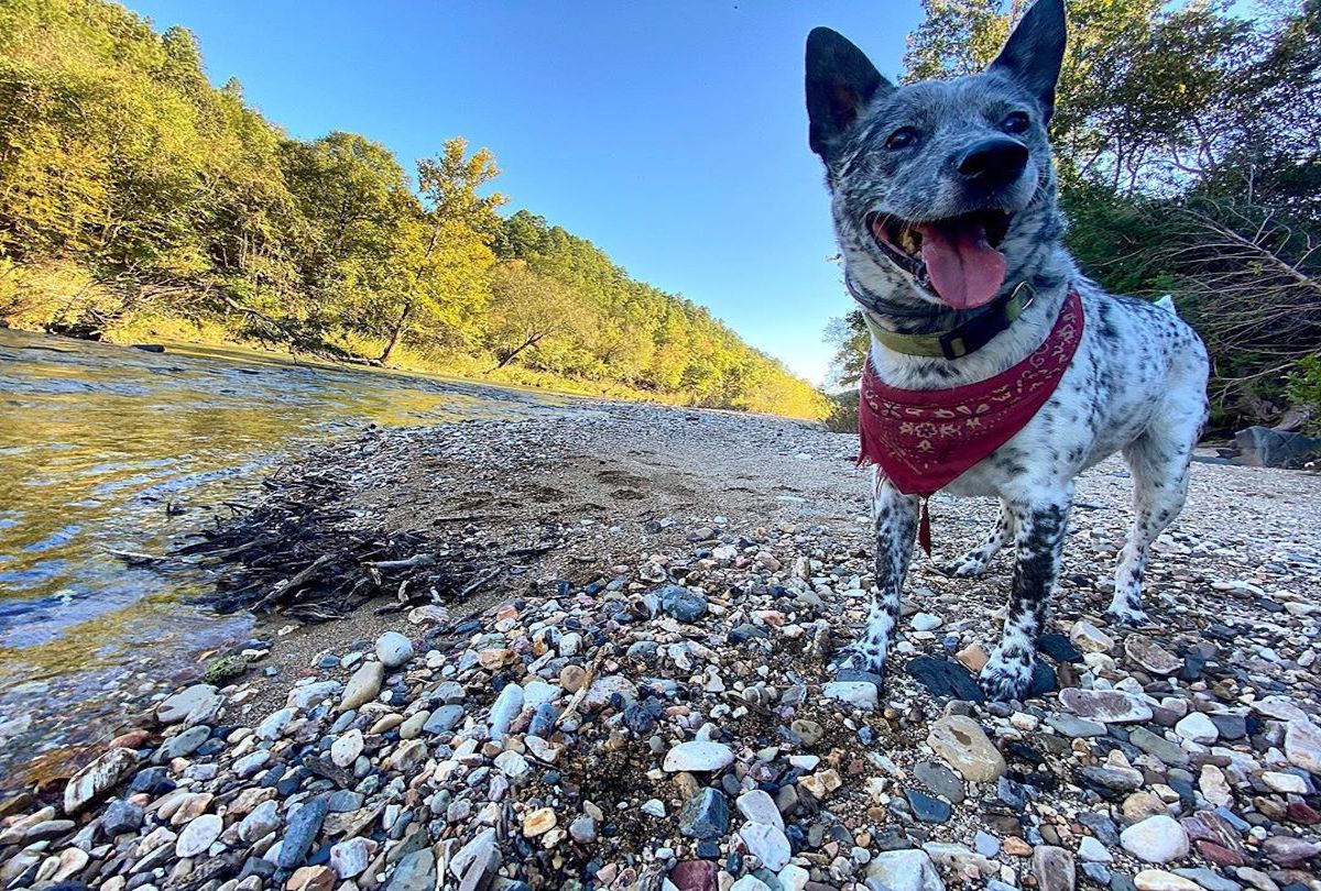 australian stumpy tail cattle dog da piccolo