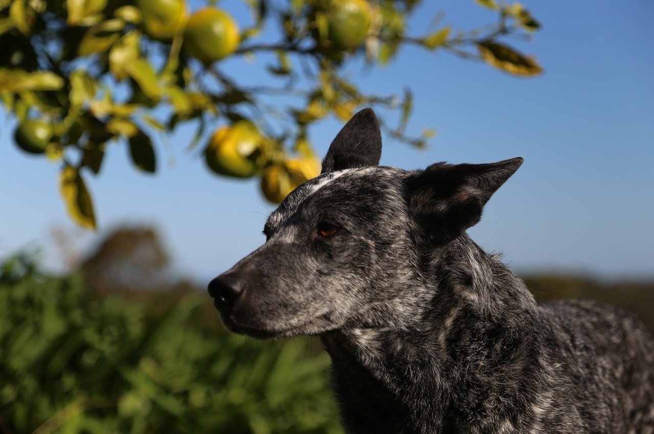 Australian Stumpy Tail Cattle Dog: la storia e le origini di questa razza