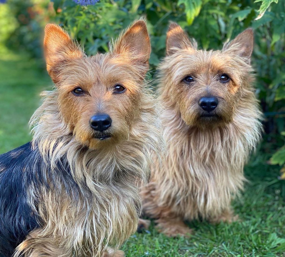 australian terrier in coppia